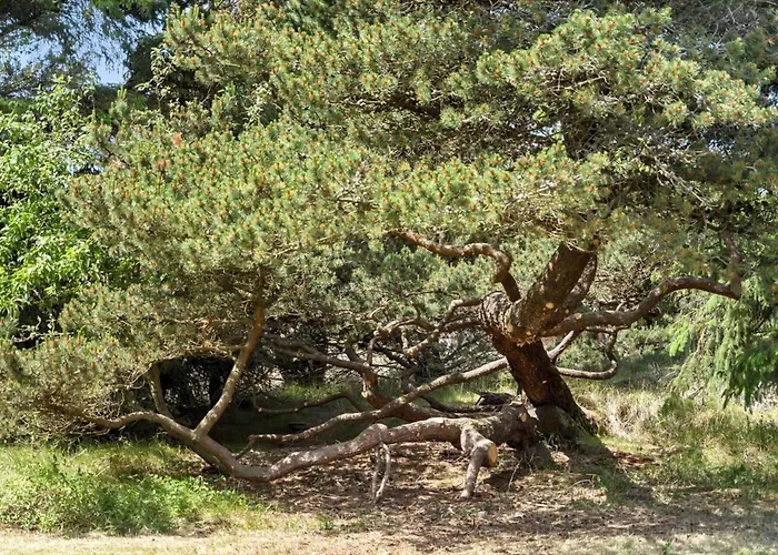 Bv263-blavand-nordkrogen-21